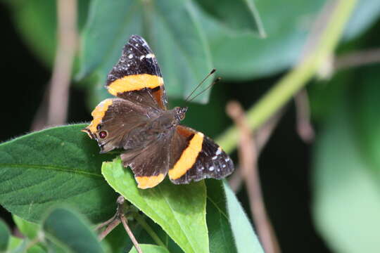 Image of Vanessa dimorphica dimorphica