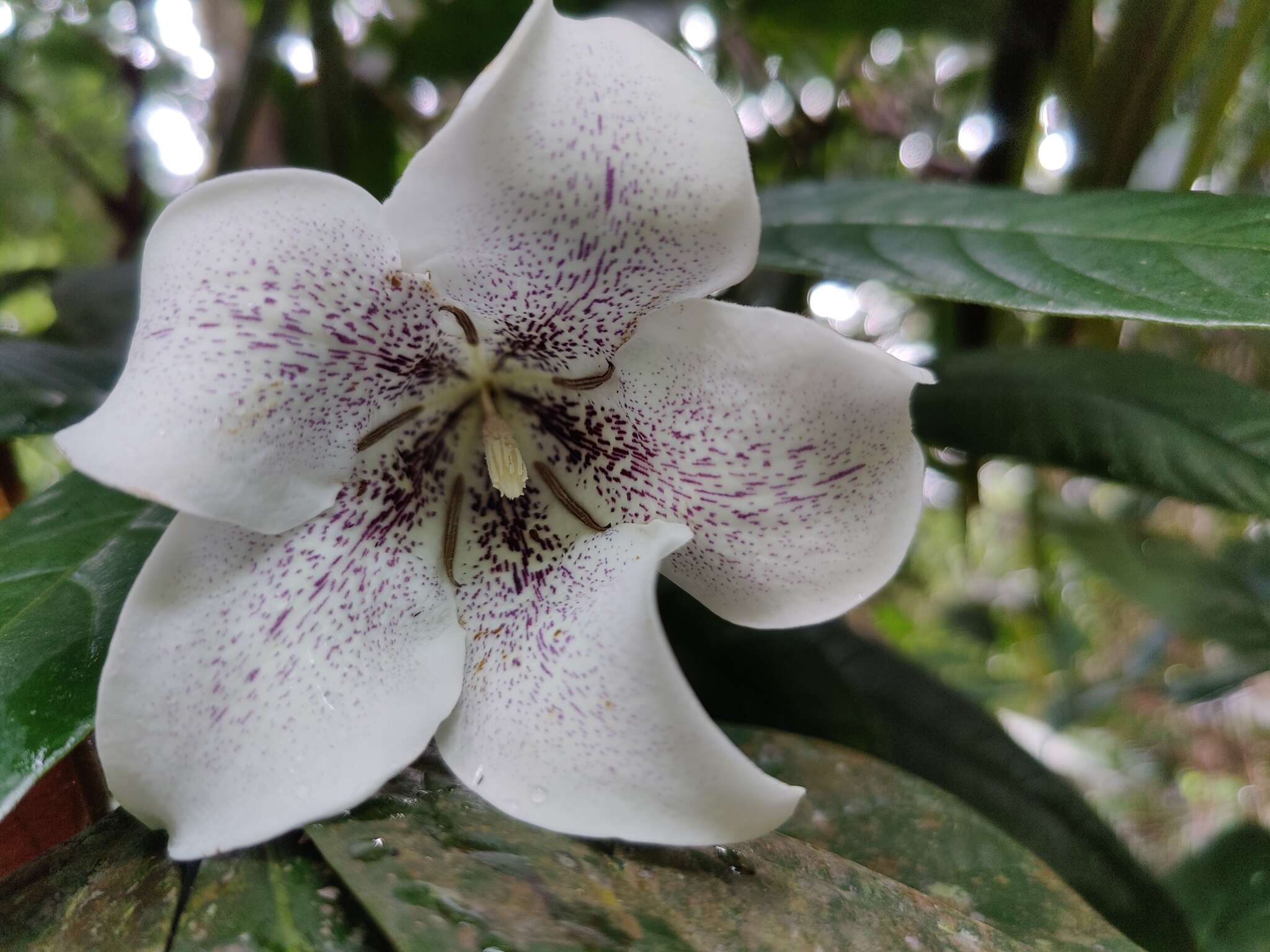 Image of Rothmannia macrophylla (Hook. fil.) Bremek.