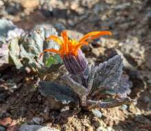 Image of flame ragwort