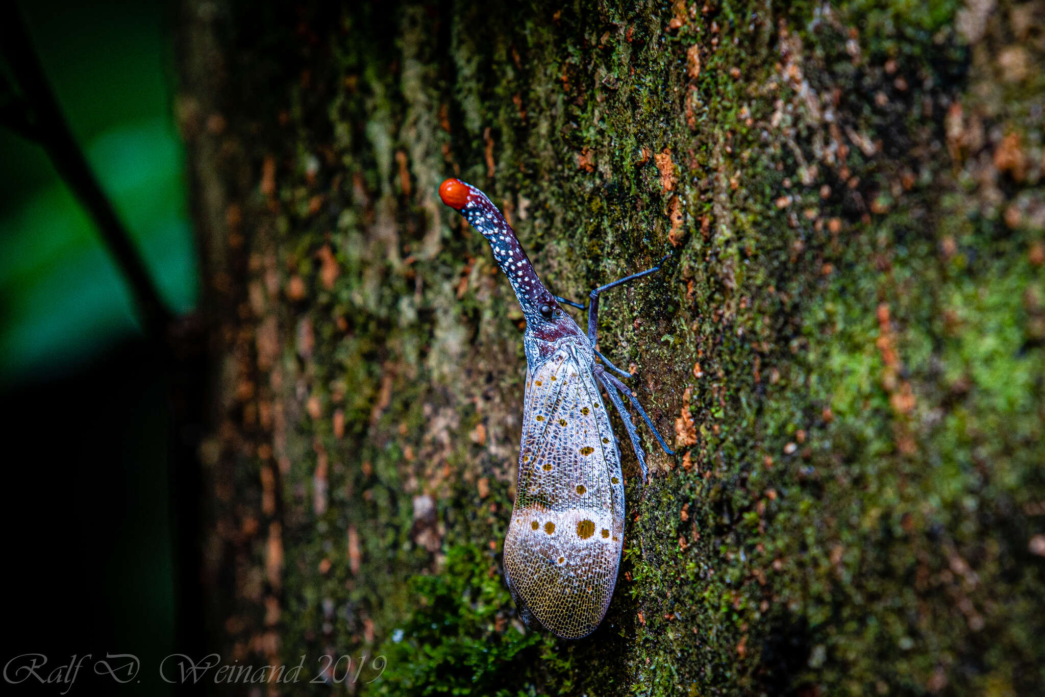 Pyrops pyrorhynchus (Donovan 1800) resmi