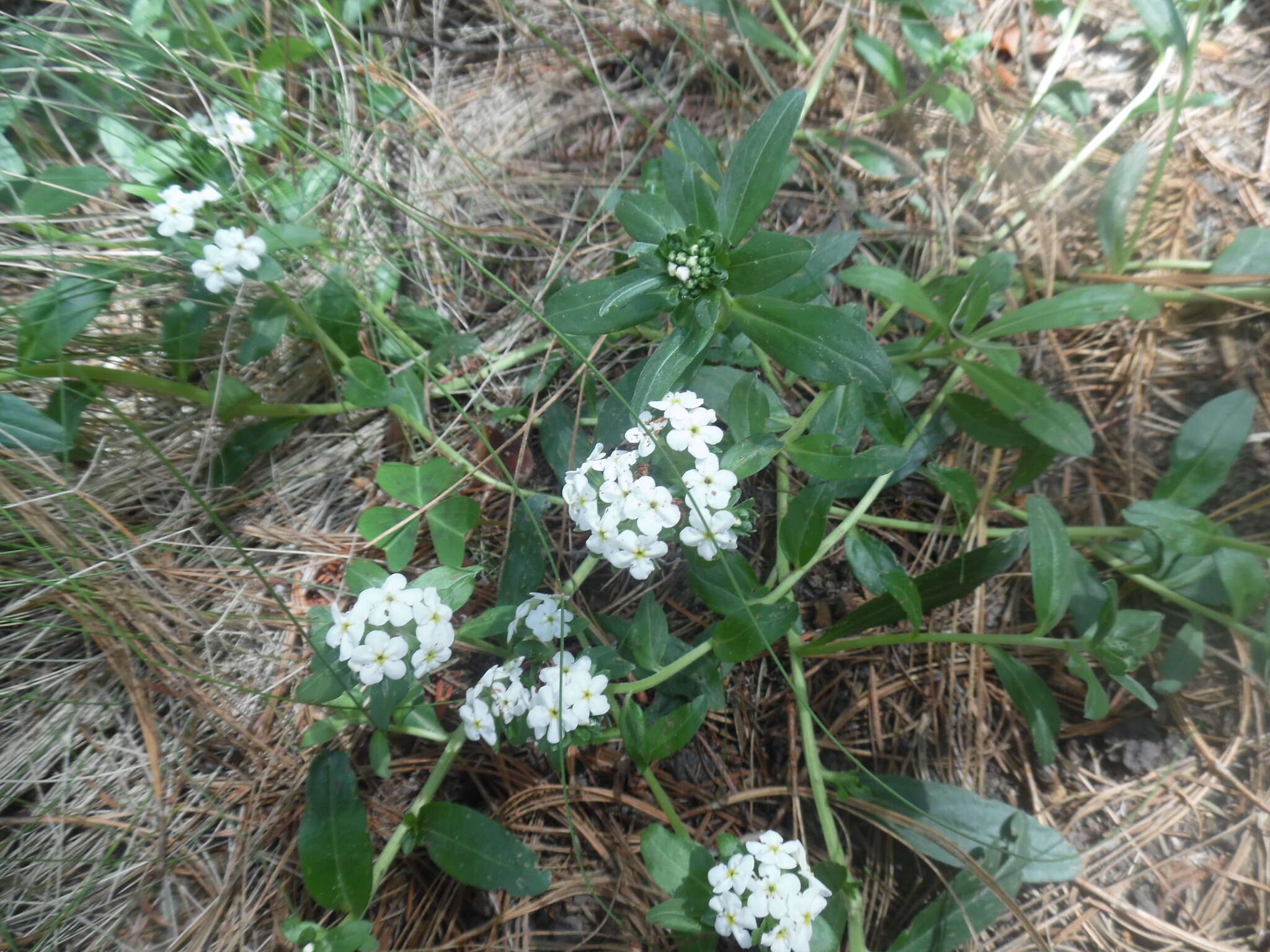 Image of Lithospermum distichum Ortega