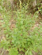 Image of western rough goldenrod