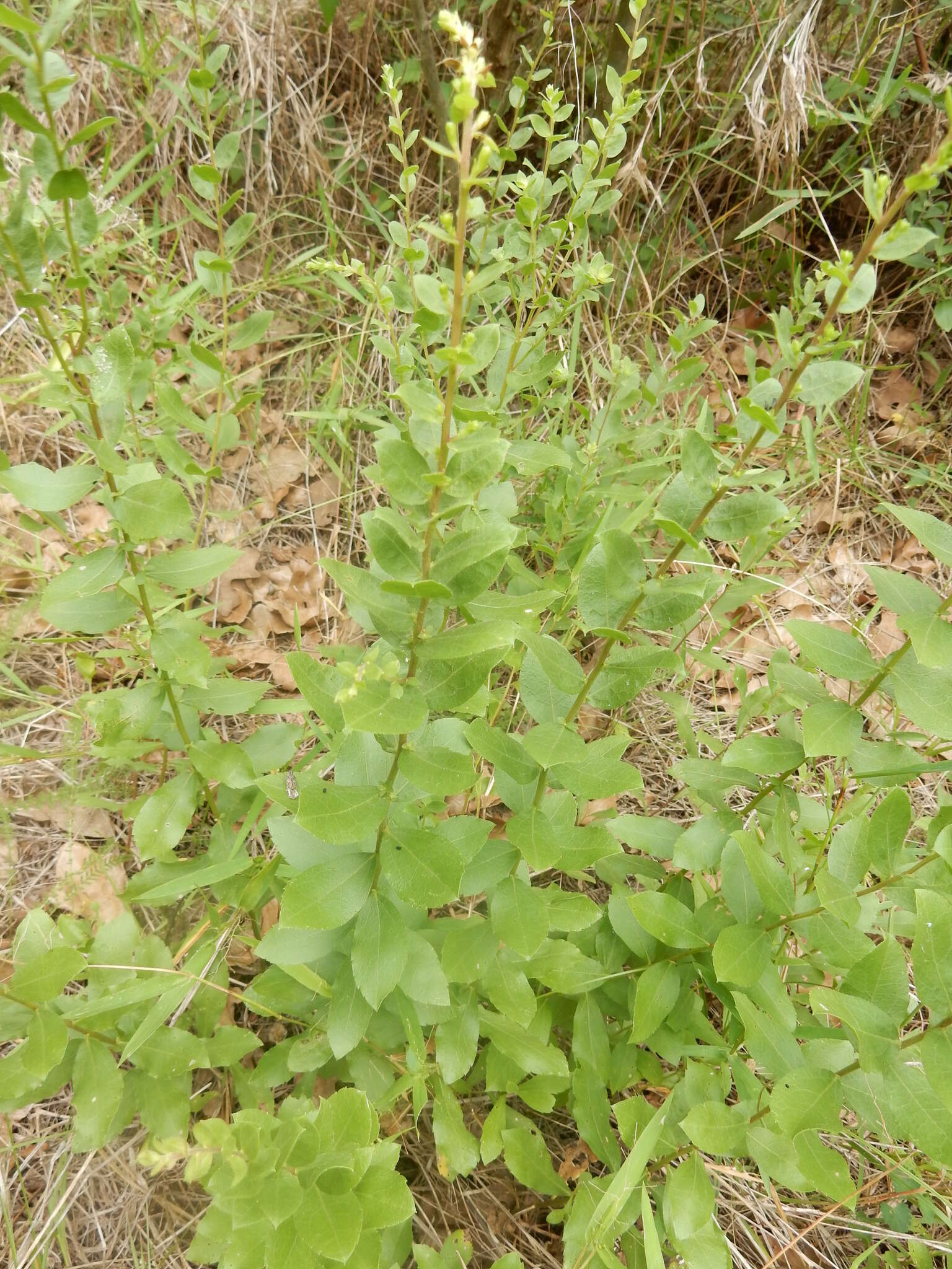 Image of western rough goldenrod