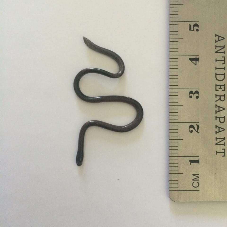 Image of Western Blind Snake