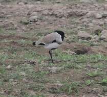 Image of River Lapwing