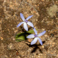 Image of Dainty blue china orchid