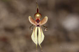 Sivun Caladenia brevisura Hopper & A. P. Br. kuva