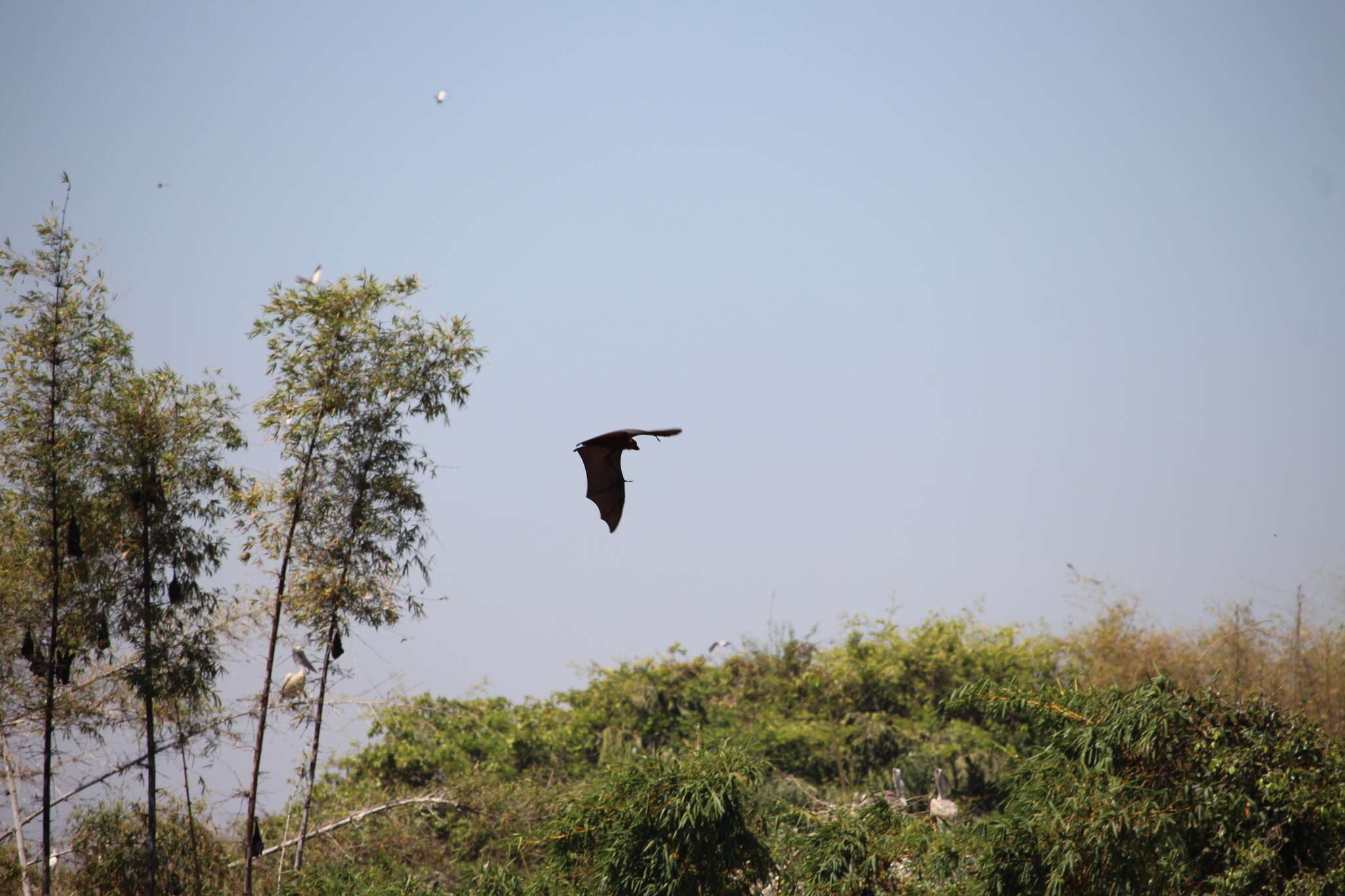 Image of Indian Flying Fox