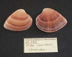 Image of Lamelliconcha concinna (G. B. Sowerby I 1835)