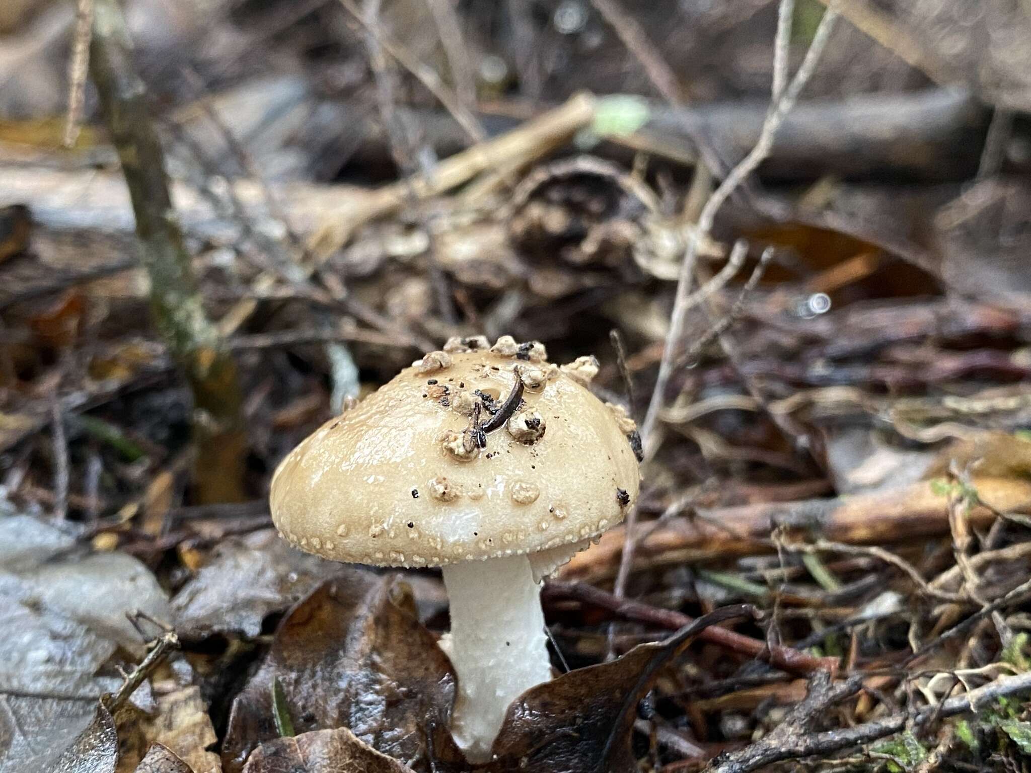 صورة Amanita australis G. Stev. 1962