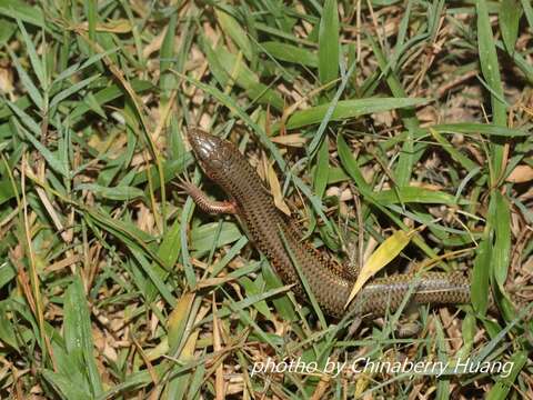 Image of Chinese Skink