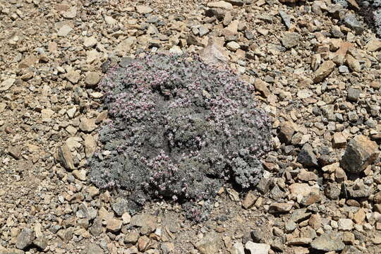 Image of southern alpine buckwheat