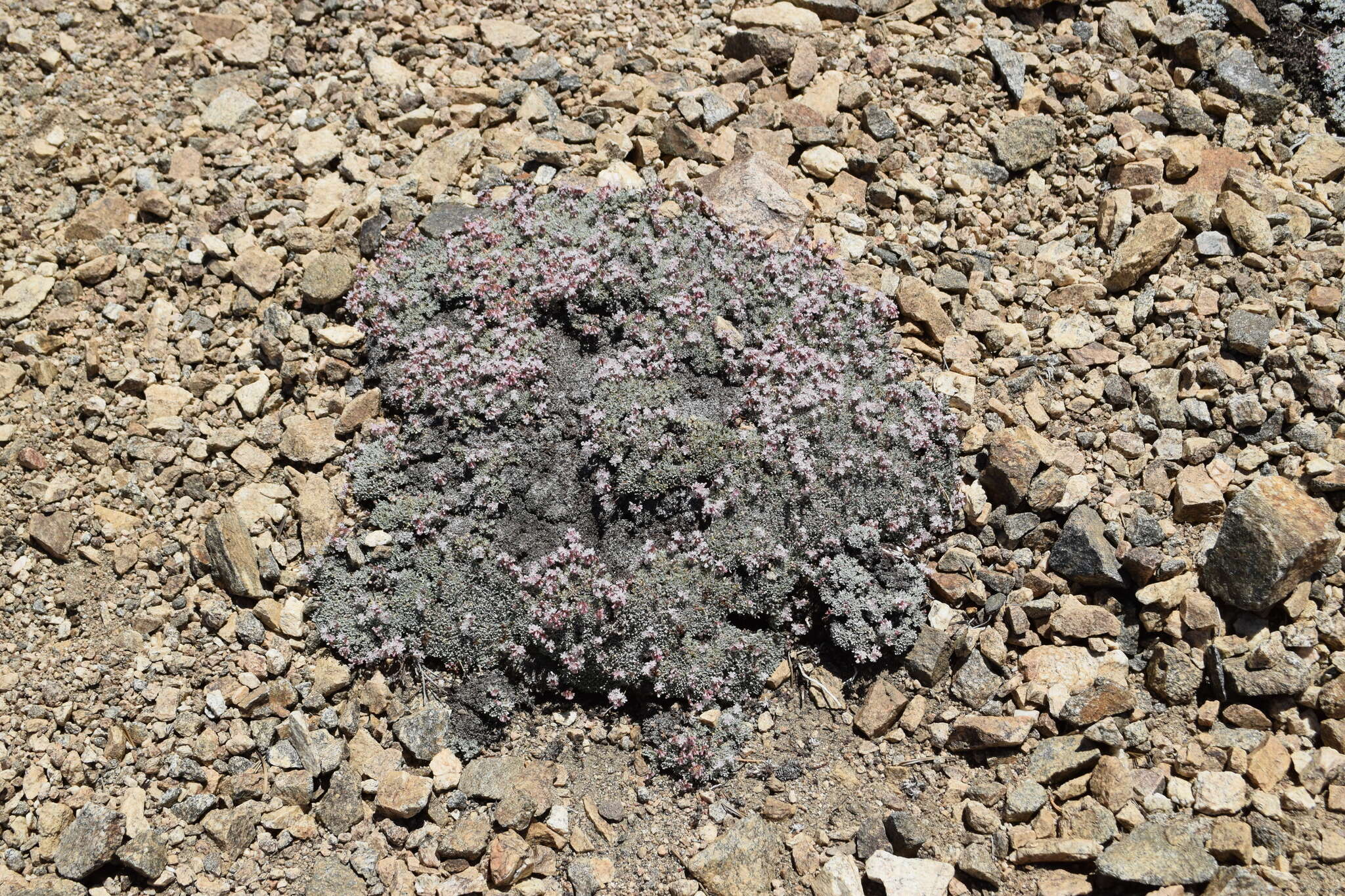 Eriogonum kennedyi var. alpigenum (Munz & I M. Johnst.) Munz & I M. Johnst. resmi