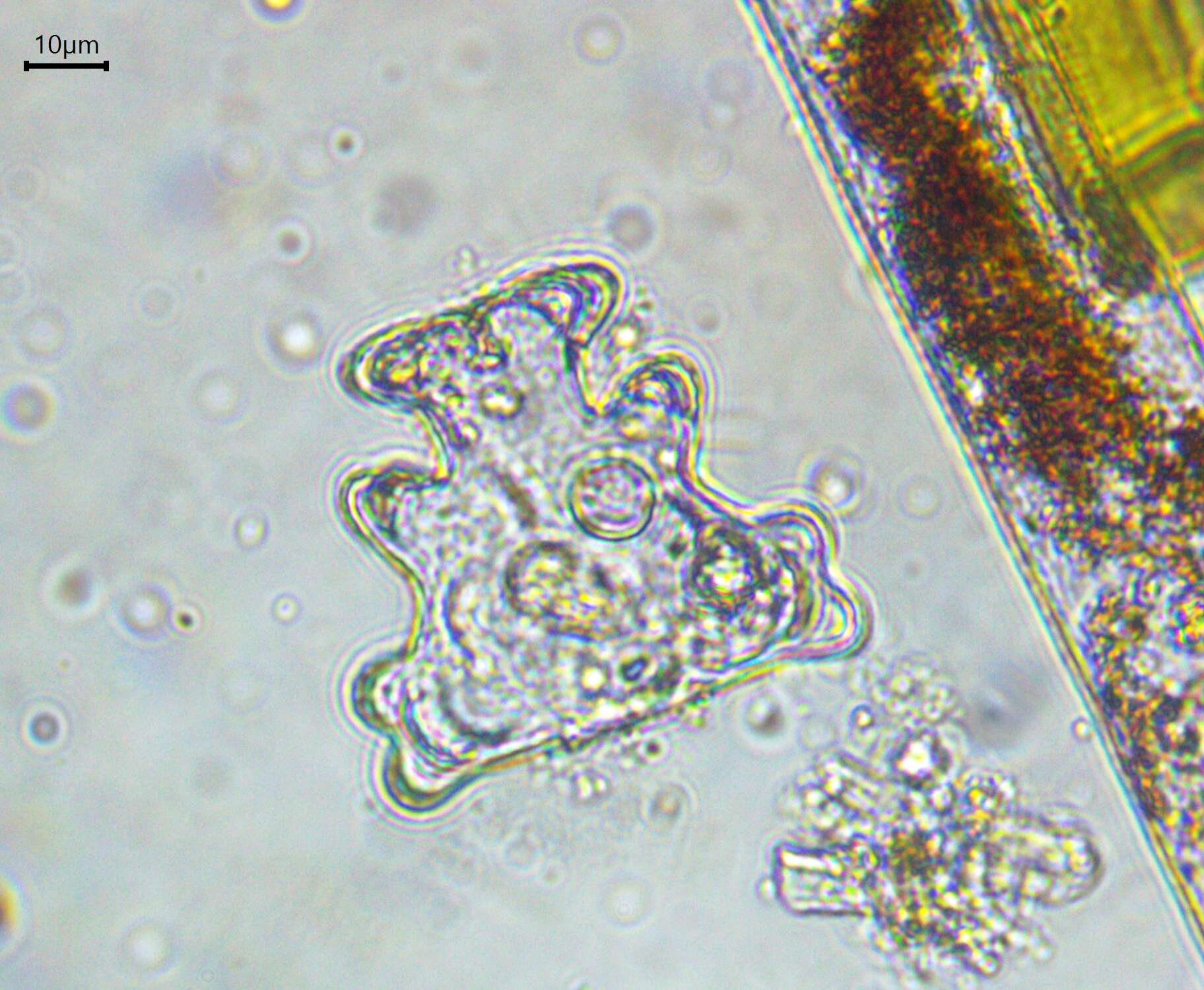 Image of Euastrum humerosum var. affine