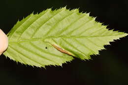 Image of Psylla carpinicola Crawford 1914