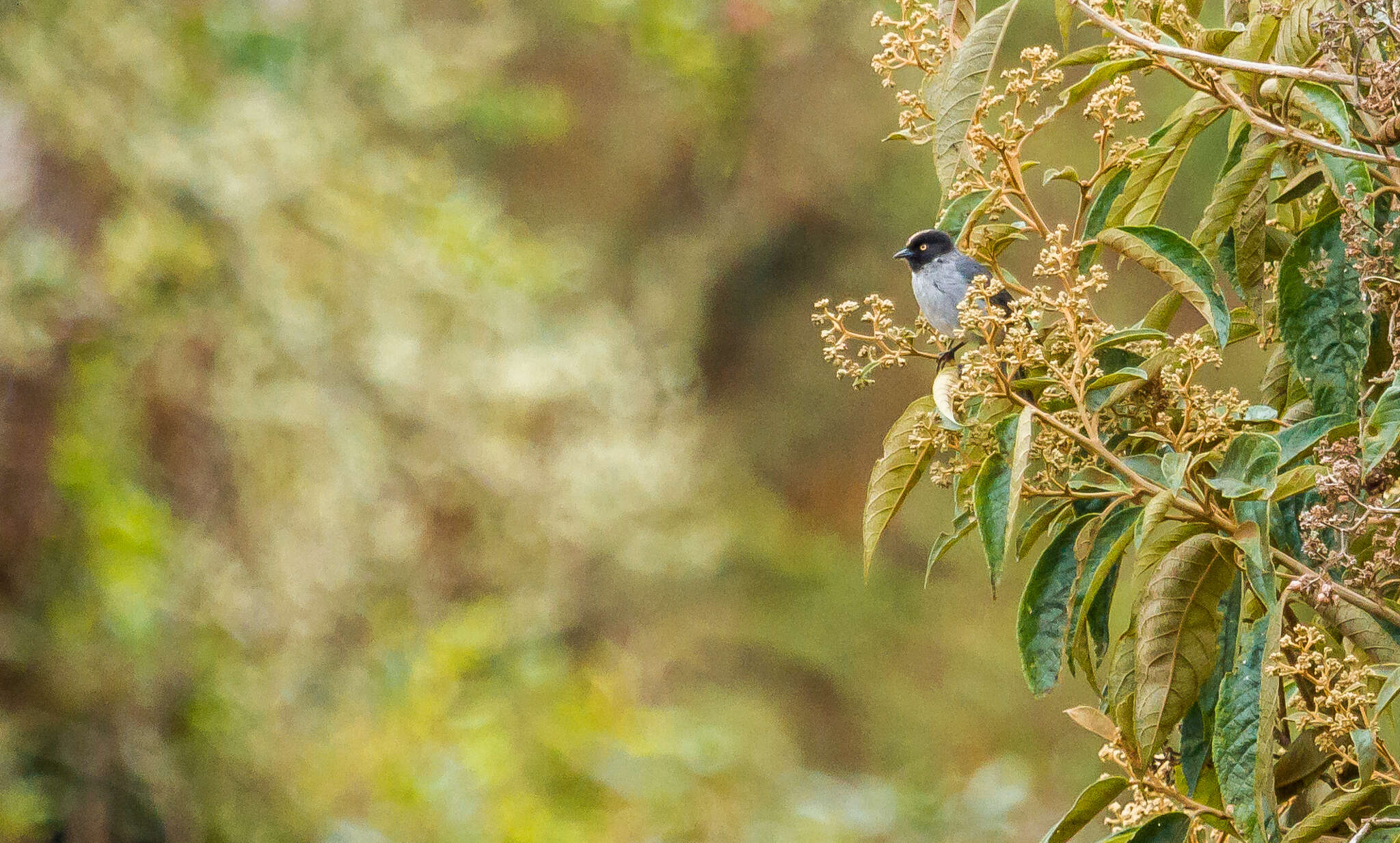 Image of Black-headed Hemispingus