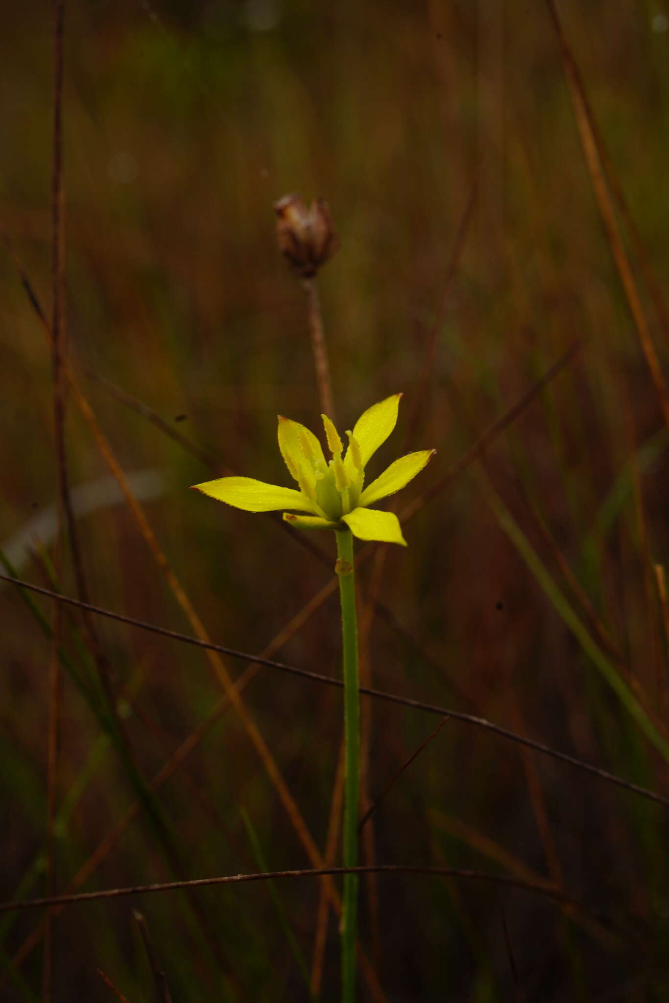 Image of Harper's-Beauty