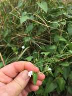 Image of Ipomoea biflora (L.) Pers.