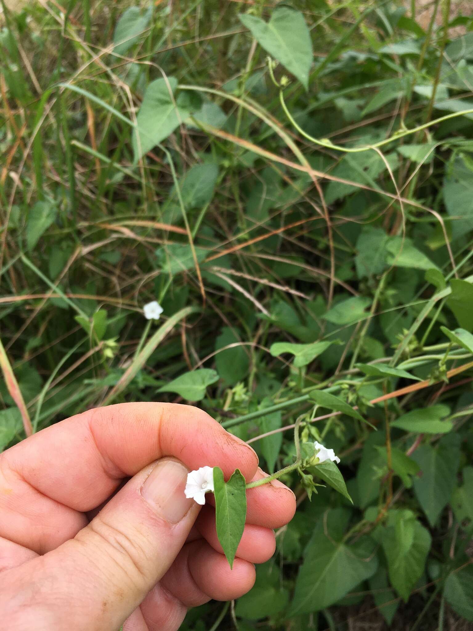 Image of Ipomoea biflora (L.) Pers.