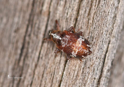 Image of Anthonomus multifasciatus Pic 1926