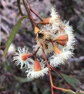 Image of Gooseberry Mallee