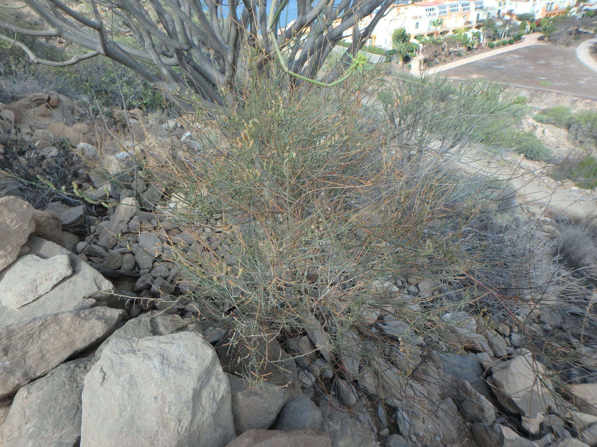 Image of Reseda scoparia Brouss. ex Willd.