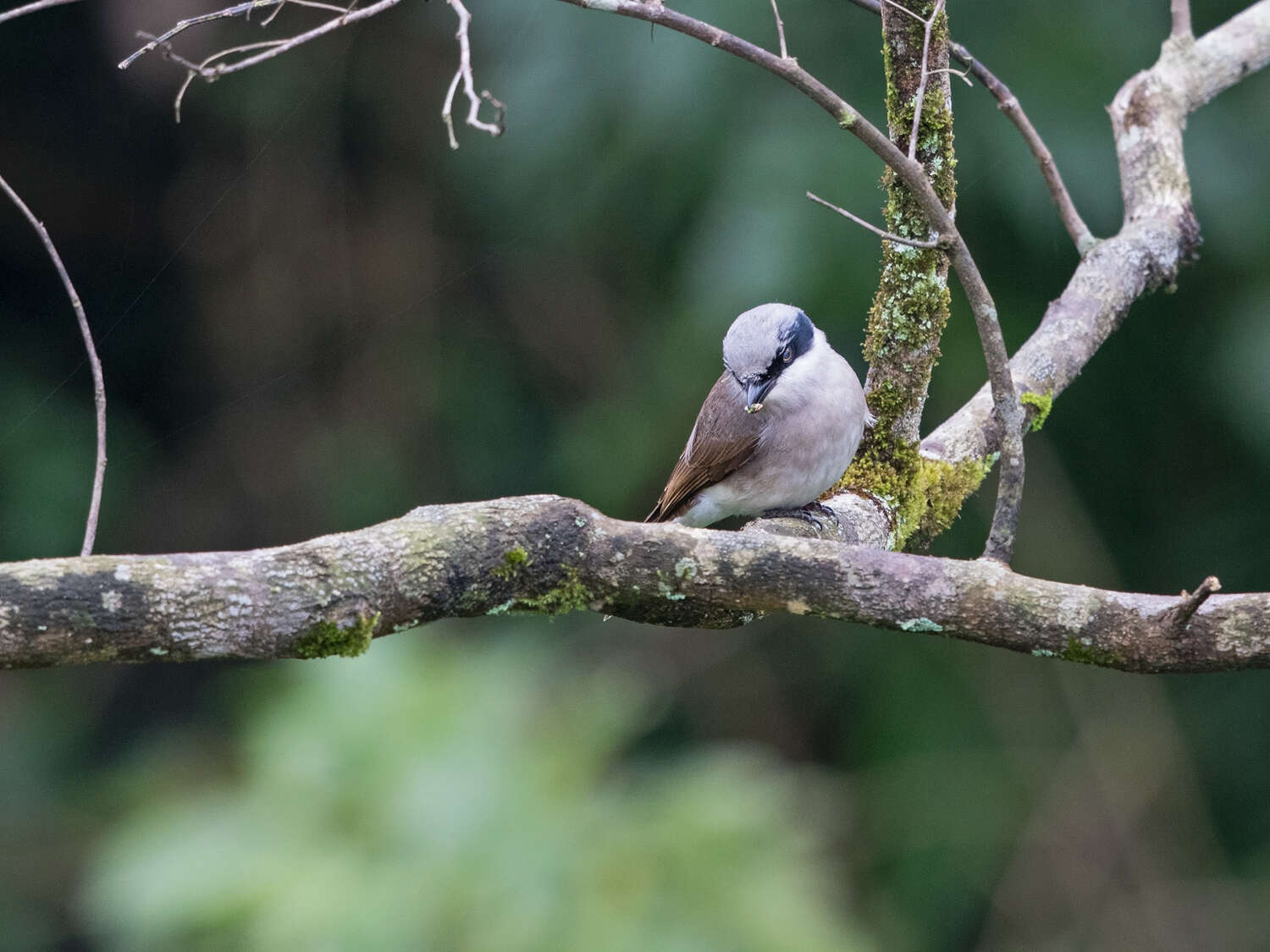 Tephrodornis virgatus (Temminck 1824)的圖片