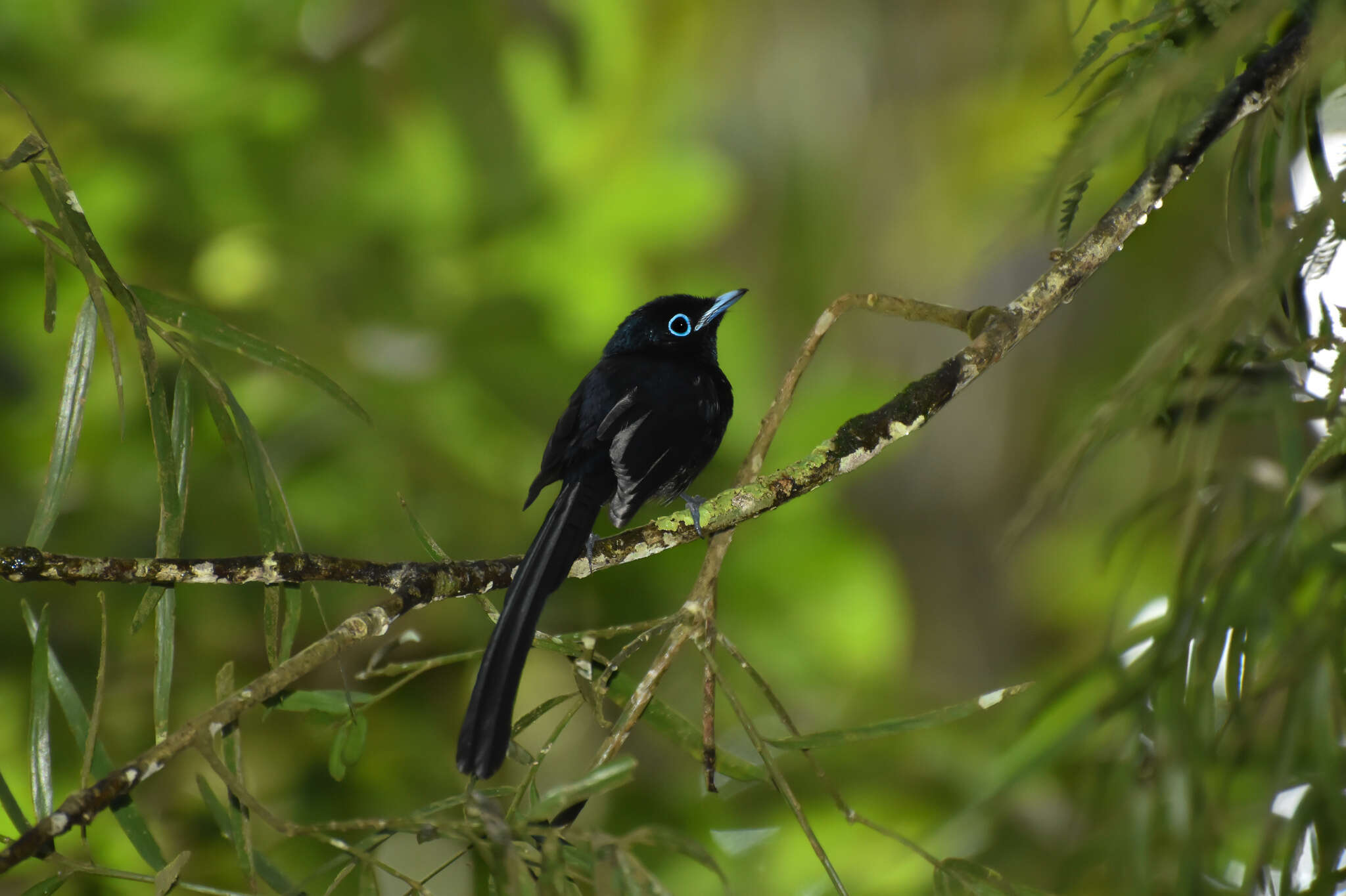 Image of Sao Tome Paradise Flycatcher