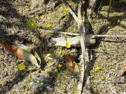 Image of Humped Bladderwort