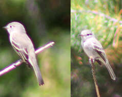 Image of American Grey Flycatcher