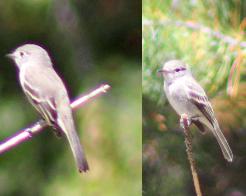 Image of American Grey Flycatcher