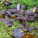 Image of Cortinarius grosmorneensis Liimat. & Niskanen 2012