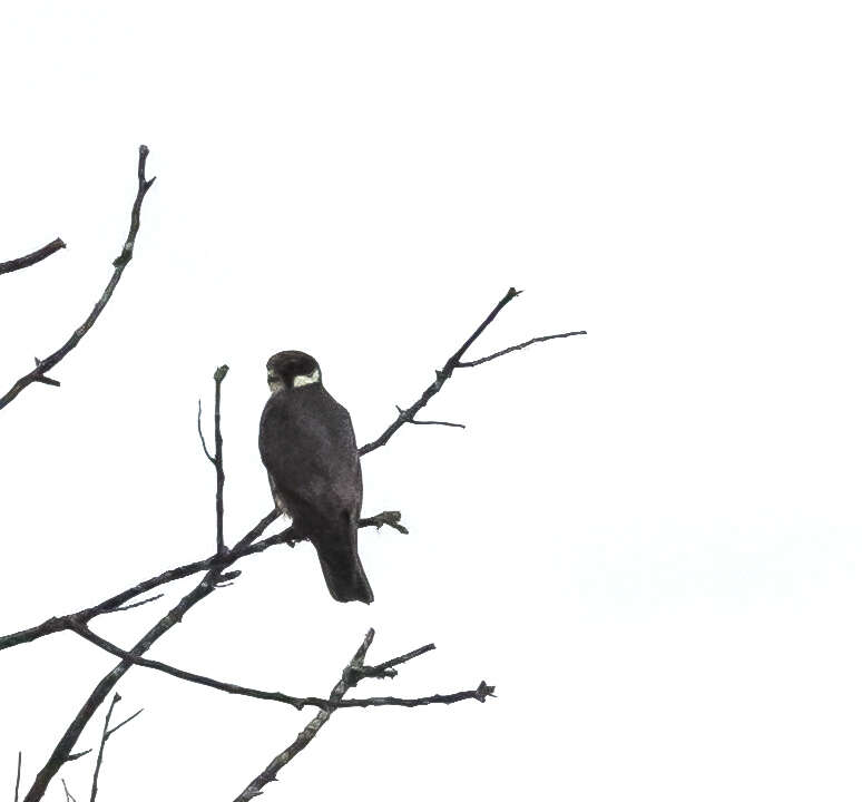 Image of Eurasian Hobby