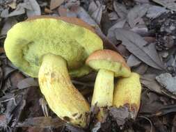 Imagem de Boletus luridellus (Murrill) Murrill 1938