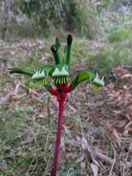 Image of Anigozanthos manglesii D. Don