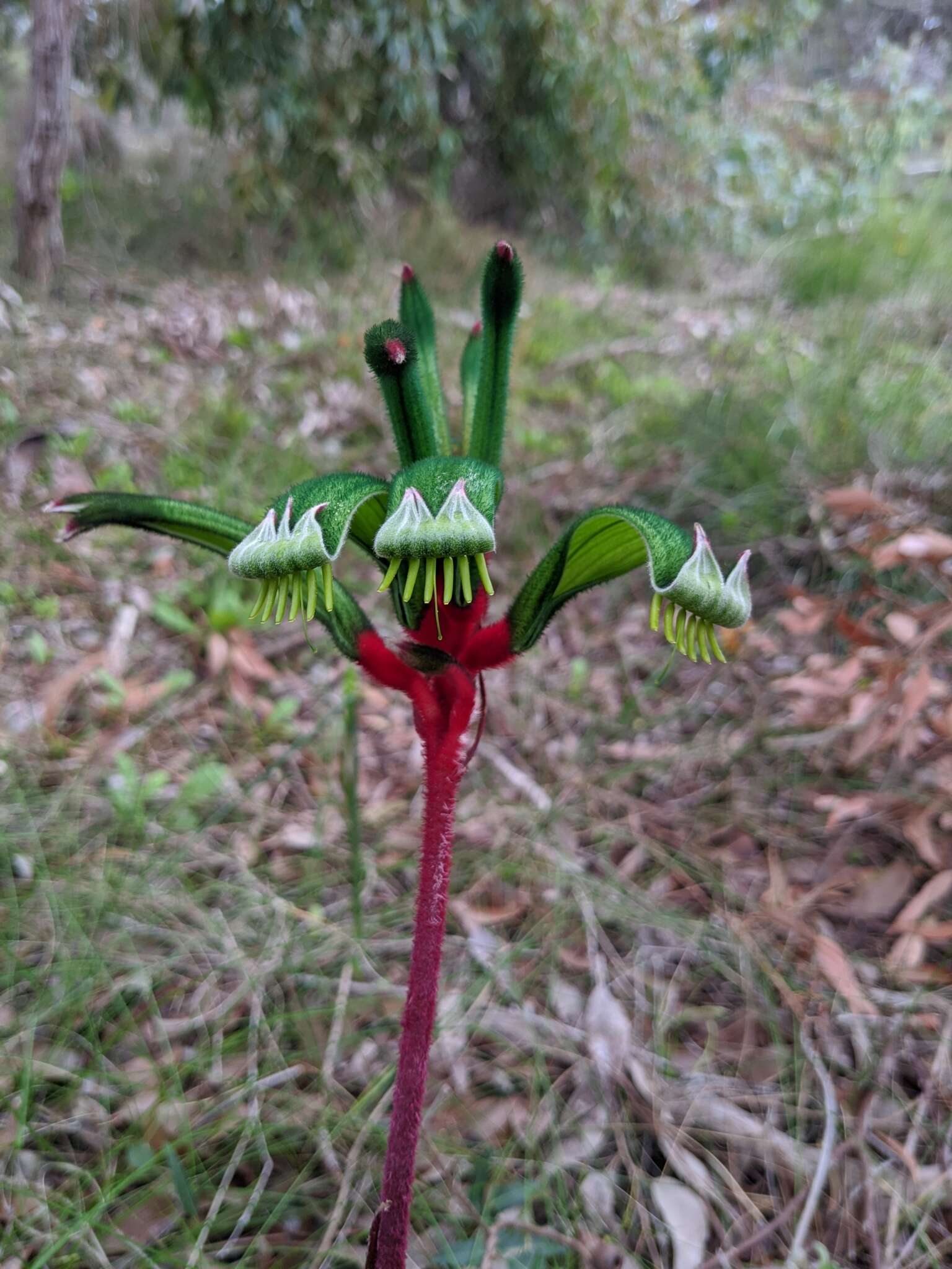 Plancia ëd Anigozanthos manglesii D. Don