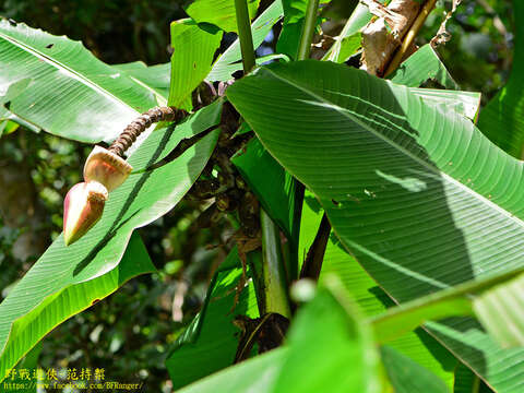 Image of Musa itinerans var. formosana (Warb.) Häkkinen & C. L. Yeh