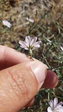 Sivun Stephanomeria exigua subsp. coronaria (Greene) Gottlieb kuva