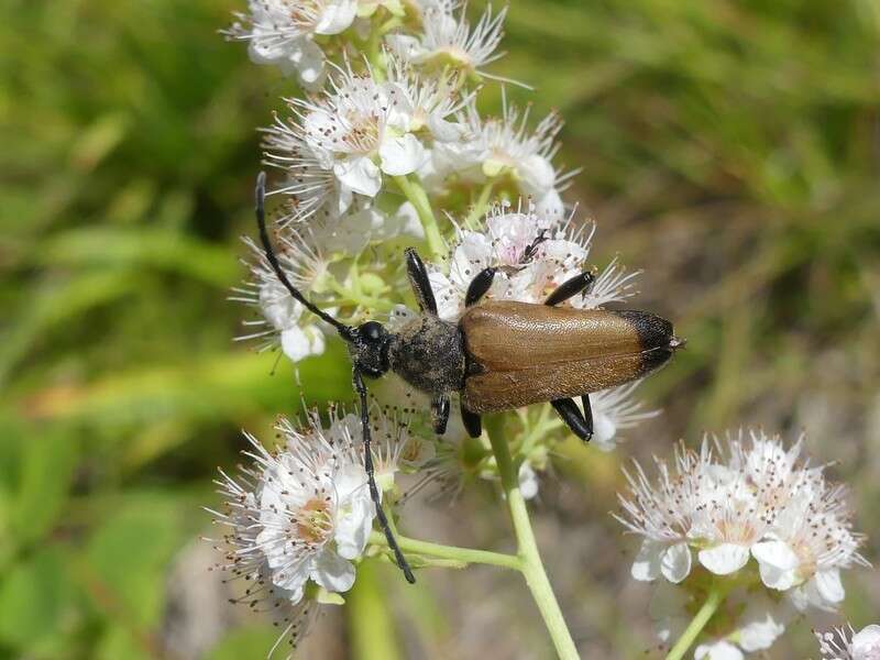 Sivun Trigonarthris kuva