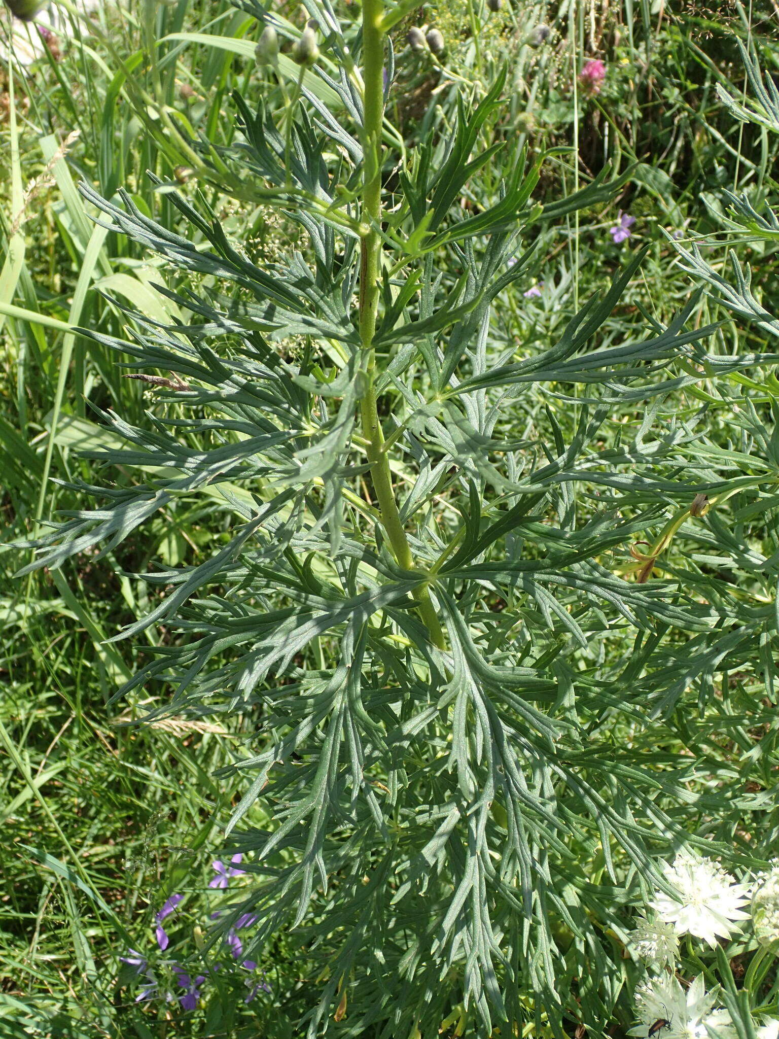 Слика од Aconitum napellus subsp. vulgare Rouy & Fouc.