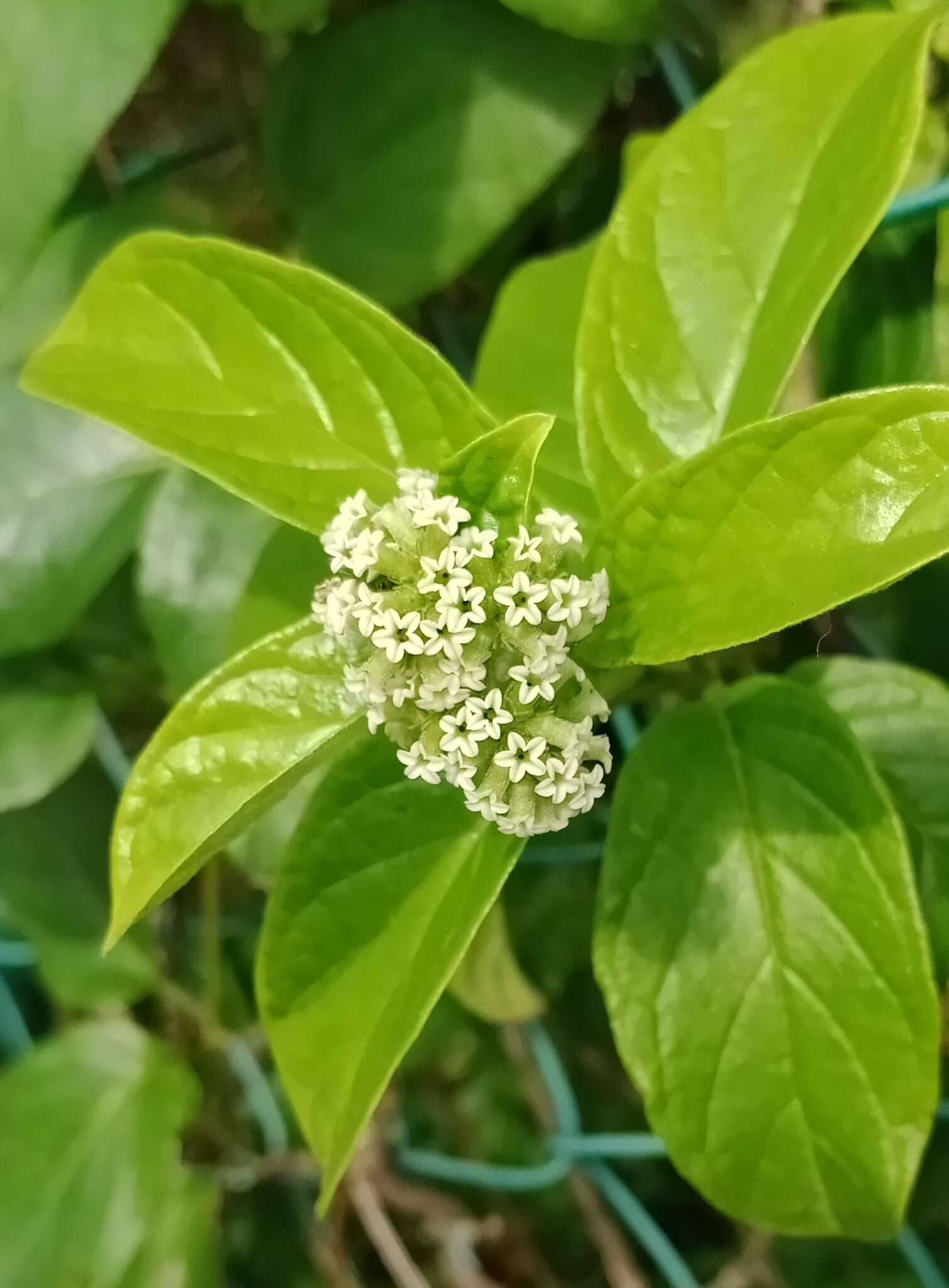 Image of Heliotropium sarmentosum (Lam.) Craven