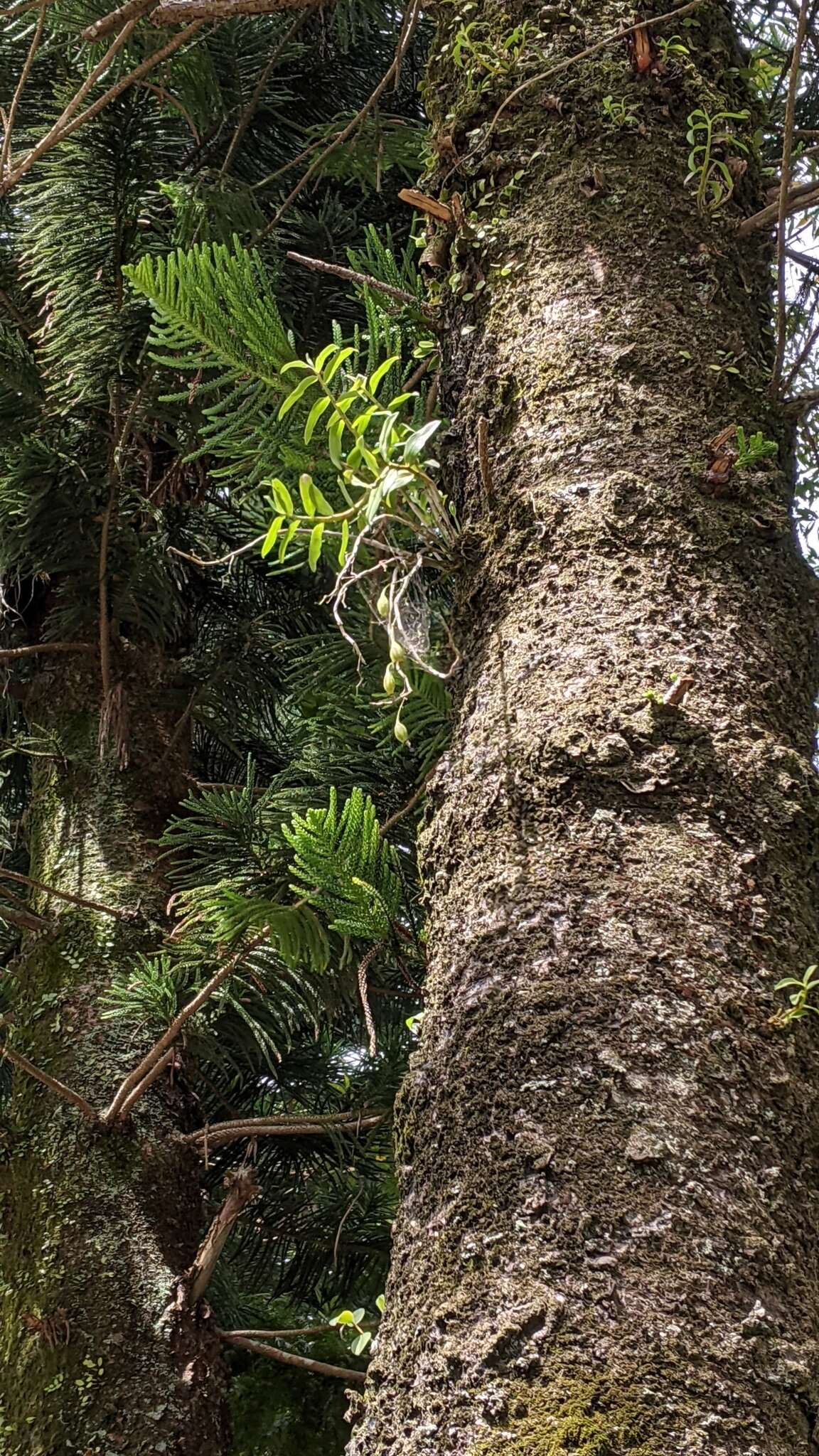 Imagem de Dendrobium catenatum Lindl.