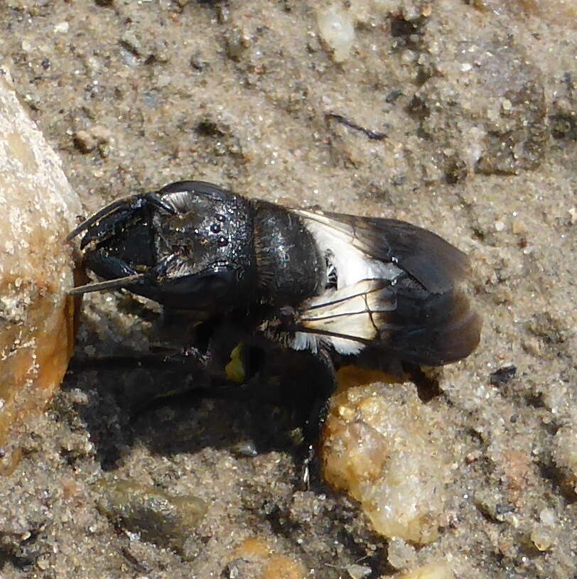 Image de Megachile maxillosa Guérin-Méneville 1845