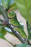 Imagem de Papilio amynthor Boisduval 1859