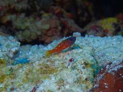 Image of Lantana dwarfgoby