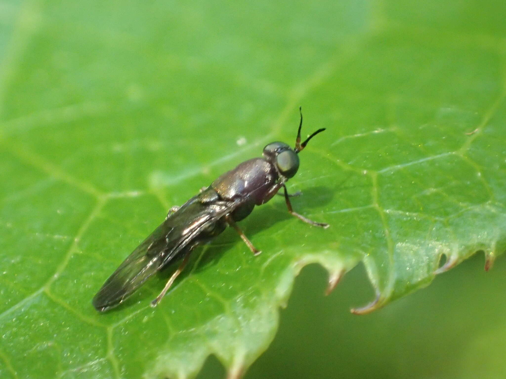 Image of Dysbiota peregrina (Hutton 1901)