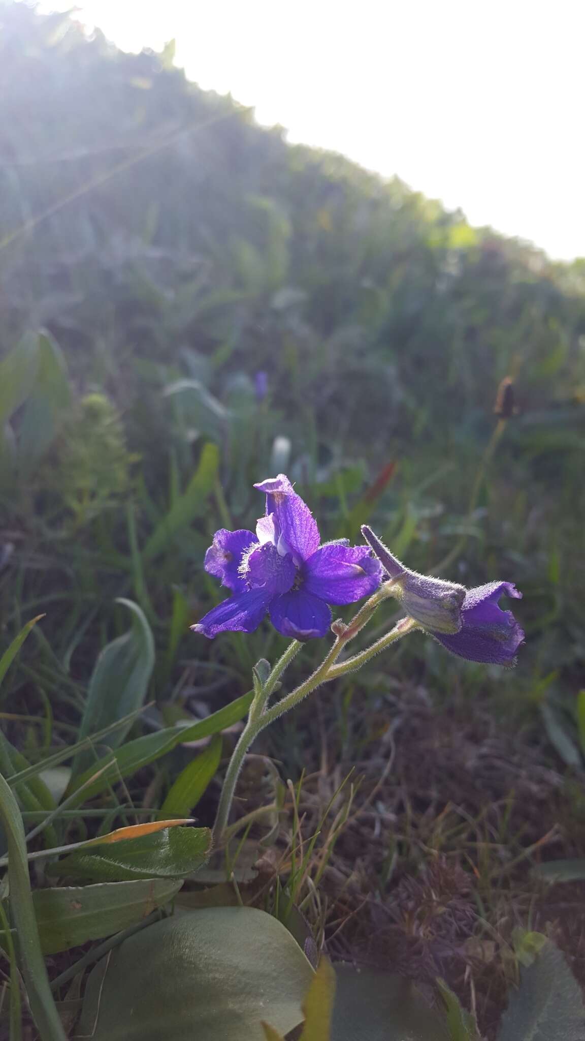 Plancia ëd Delphinium decorum Fisch. & Mey.