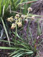 Image of Miraglossum pulchellum (Schltr.) F. K. Kupicha