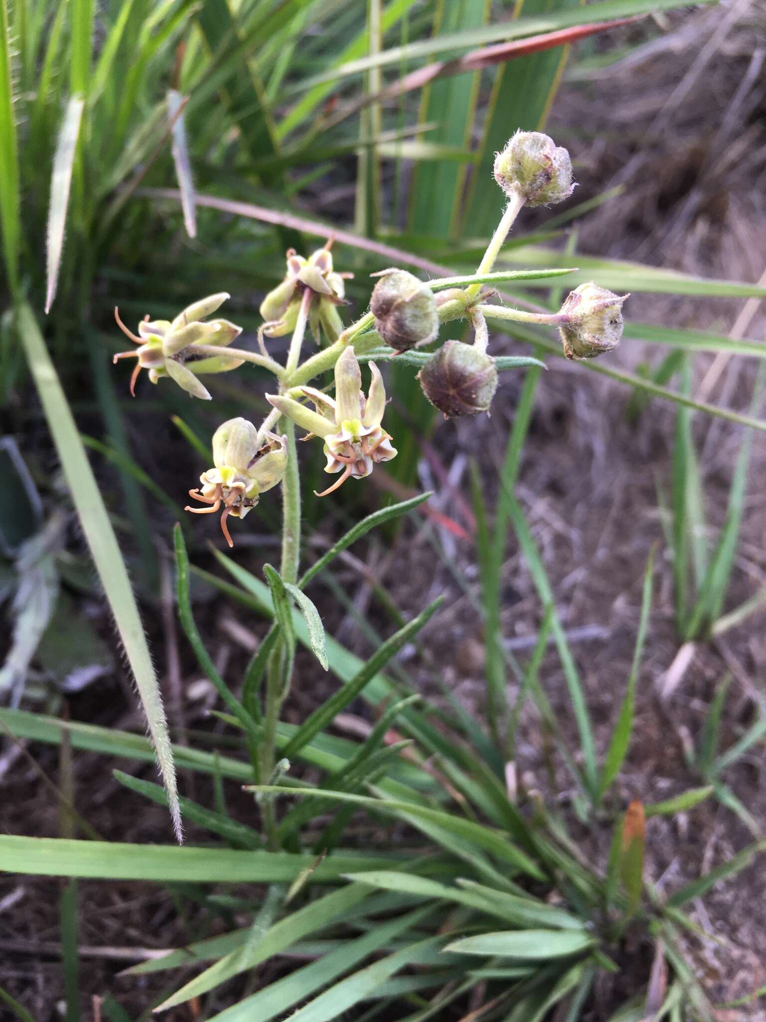 صورة Miraglossum pulchellum (Schltr.) F. K. Kupicha