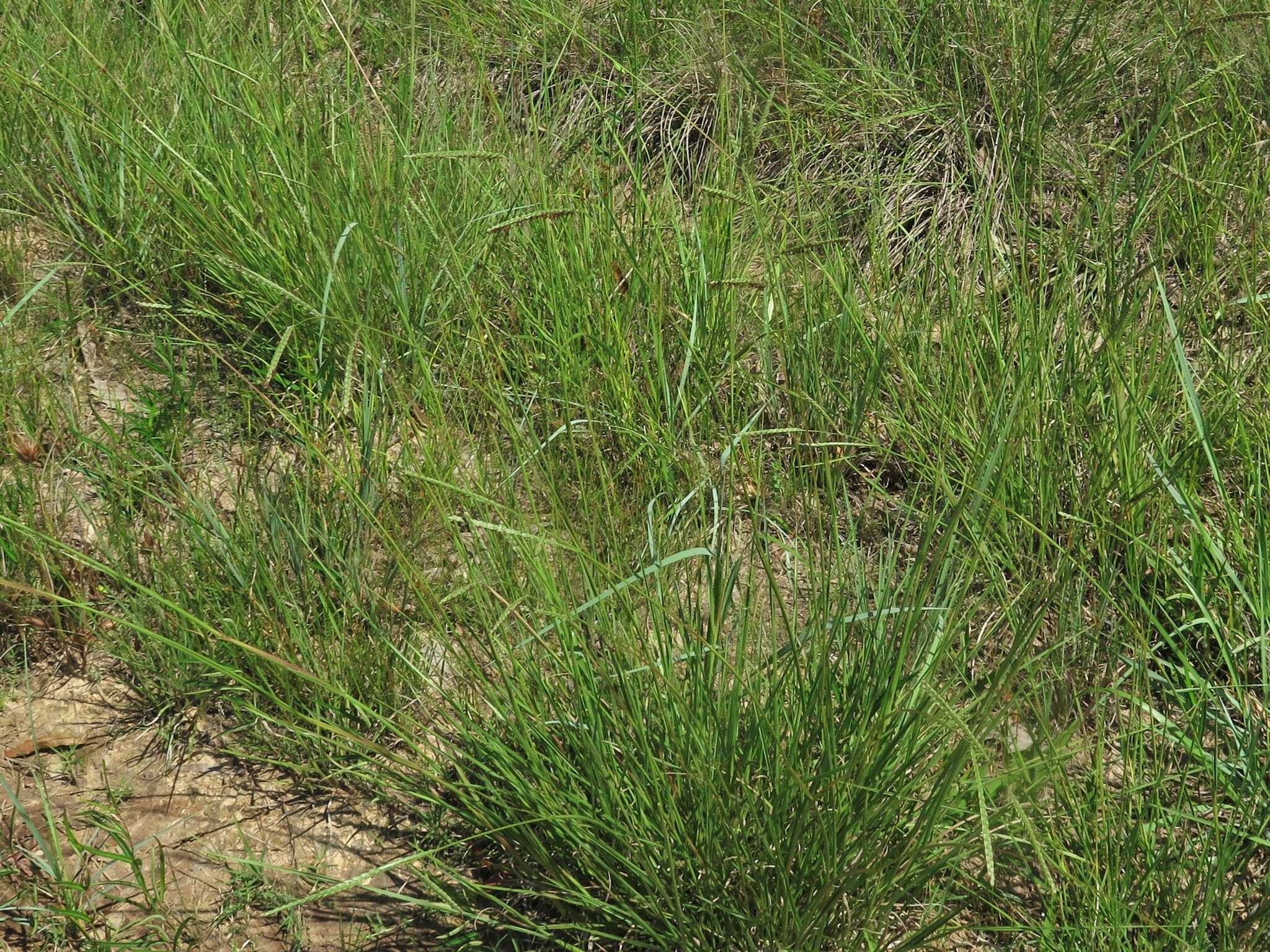 Image of brownseed paspalum